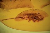 mm Fossil Cockroach (Blattoidea) In Baltic Amber - Rare! #123396-3